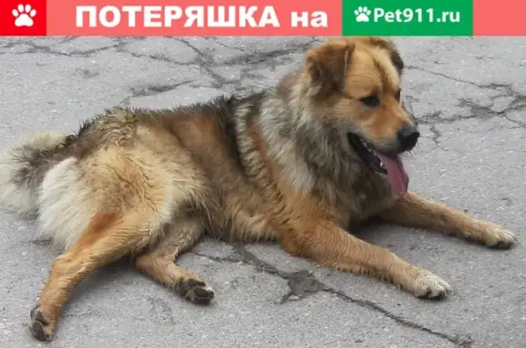 Найдена собака, Санкт-Петербург