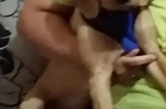 Собаки потеряшки, Ангарск, фото: Потеряшка кокер спаниель, Ангарск, Китой