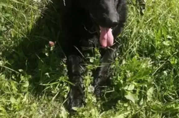 Собаки потеряшки, Нижний Новгород, фото: Потеряшка собака, Гремячки, Нижний Новгород