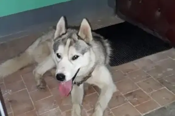 Найдена собака, Ивантеевка