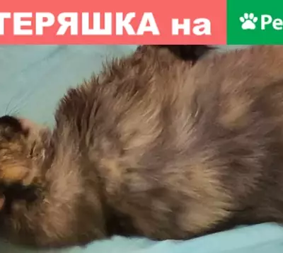 Пропала кошка, Подольск