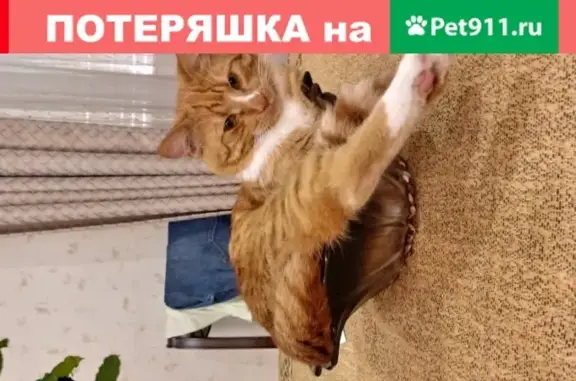 Пропала кошка в Москве, деревня Мешково, белый воротник и полоска на носу.