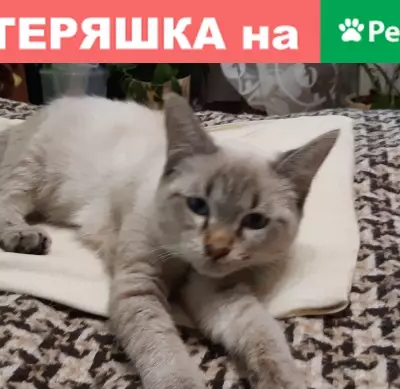 Найден котёнок на ул. Шипиловский проезд, д. 146, к. 2