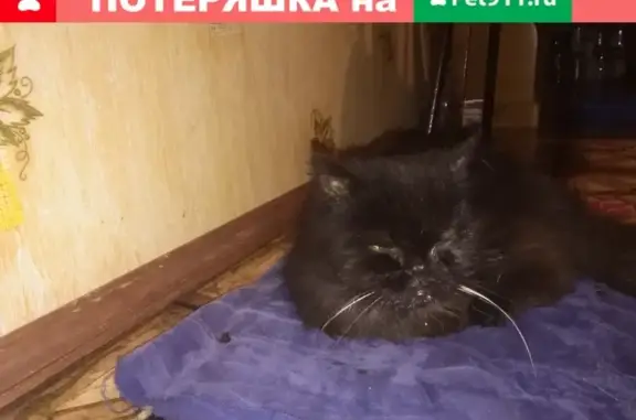 Найдена персидская кошка на ул. Овражная, 26В