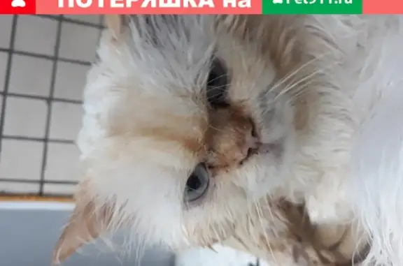 Пропала кошка на пр. Славы, бело-рыжая, персидской породы