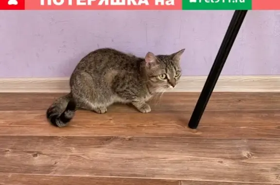 Пропала кошка на ул. Больничной, Томск, возраст 8 мес.