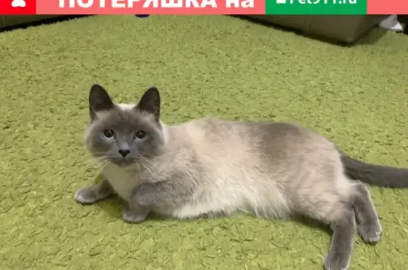 Пропала тайская кошка в Истре