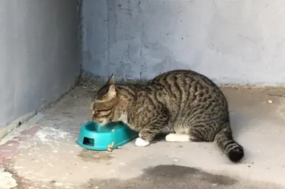 Найден домашний кот в Дзержинском