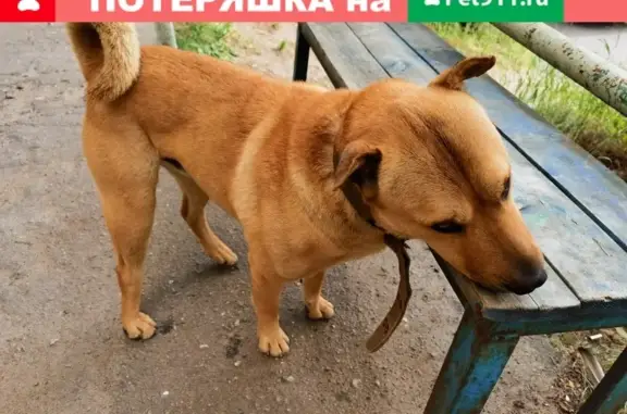 Потерянная собака на Зелёной улице, Мурманск