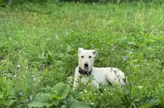 Собака найдена в Блохино, Республика Башкортостан.
