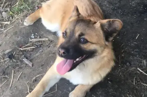 Пропала собака Лютик в Новосибирске, Матвеевский район