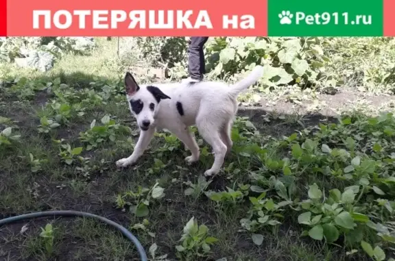 Найден щенок Снежок на улице Островского в Рязани