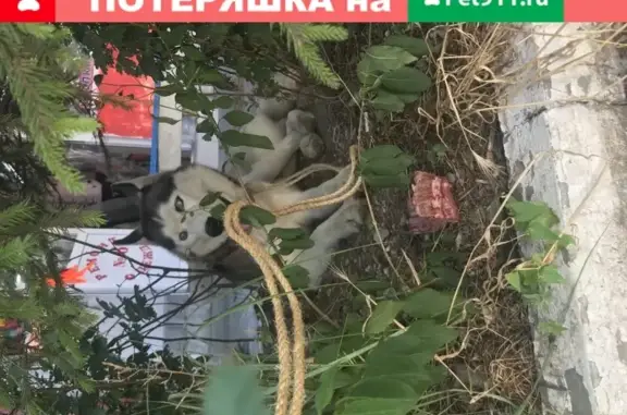 Найден Хаски с ошейником в Новороссийске