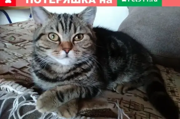 Потерянные животные Брянск, фото: Пропала кошка в Брянске на ул. Полесская, д. 14