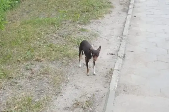 Собака на улицах около Аквамолла в Ульяновске