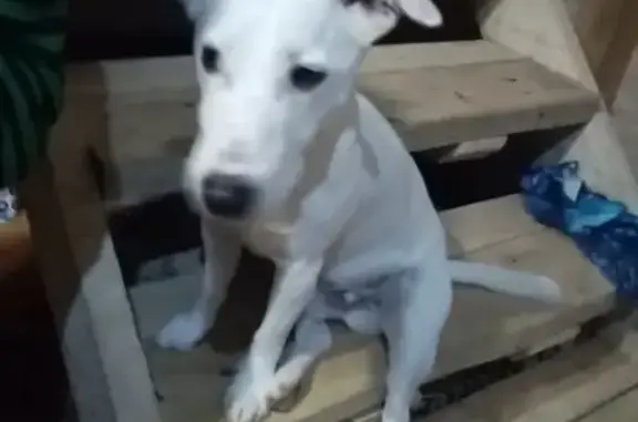 Пропала собака Джек Рассел терьер в Занино, Ленинский район, Тульская область