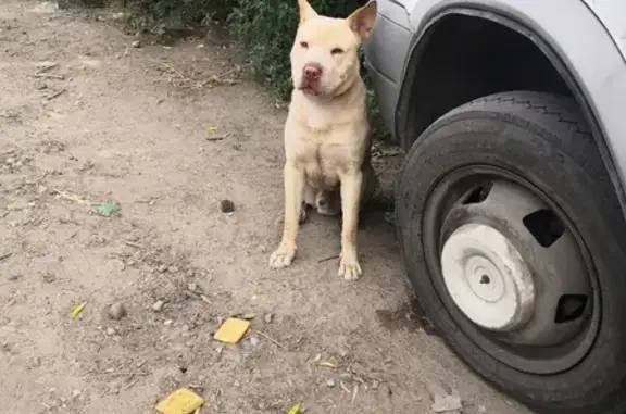 Найдена собака на ул. Подгорная, Омск