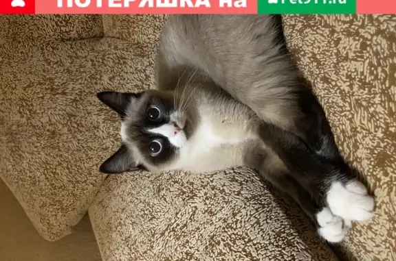 Кошки потеряшки, Новосибирск, фото: Потеряшка кошка Соня на Лазурной улице, Новосибирск