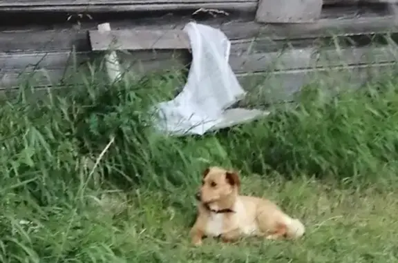 Собака с ошейником на участке в Перхово, Тверская область