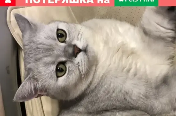 Пропала кошка в посёлке Ленинский, Ульяновск