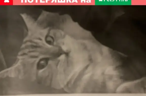 Потерянные животные Супонево, фото: Пропал кот в с. Супонево, Брянский район. Вознаграждение.