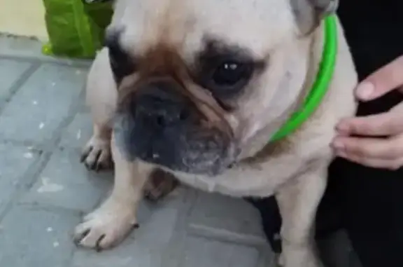 Найдена собака в дендропарке Москвы