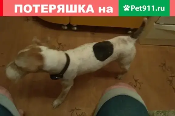 Собака найдена в Арбеково, Пенза