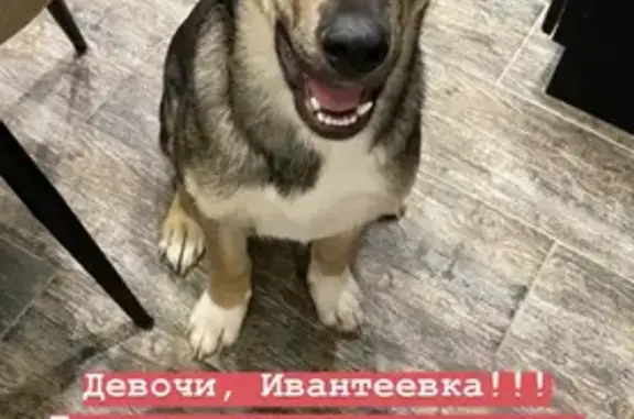 Пропала собака Мальчик в Ивантеевке, с коричневым ошейником и синим поводком