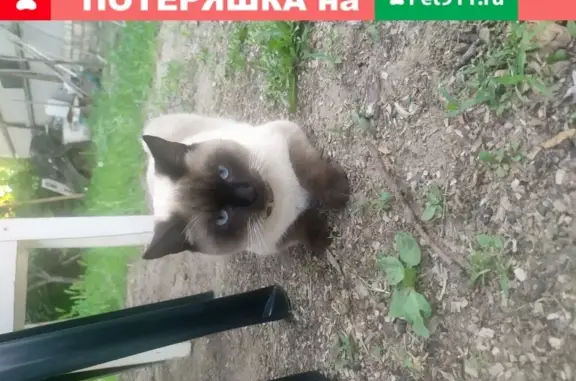 Пропала кошка Барсик на Чирской улице, Волгоград