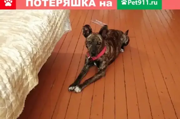 Найдена собака с красным ошейником в Улан-Удэ