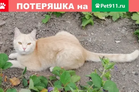 Пропала кошка Шах в Саратове