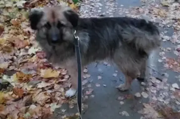Пропала собака в Сергиевом Посаде