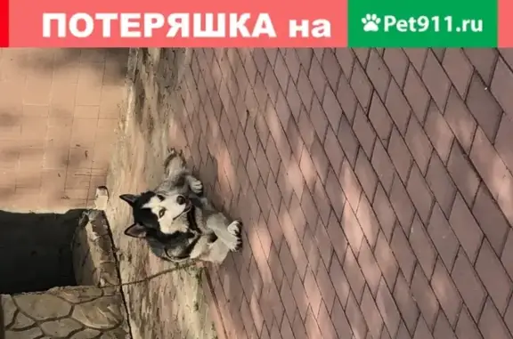 Пропала собака Хаски по кличке Граф в Мисайлово, Ленинский район
