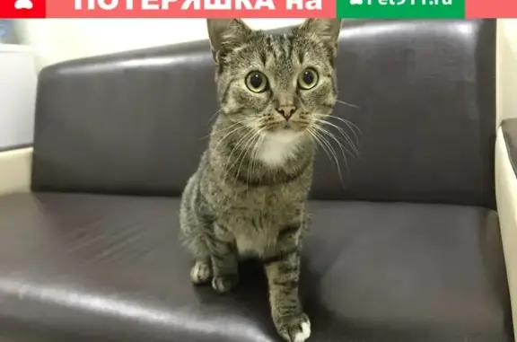 Найдена домашняя кошка на Литовском бульваре, Москва