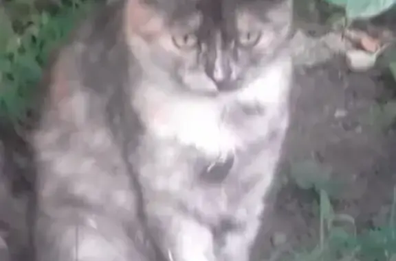Найдена молодая трехцветная кошка в Подольске