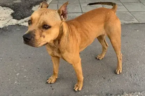 Найдена рыжая собака без ошейника в Пензе, микрорайон Дальнее Арбеково.