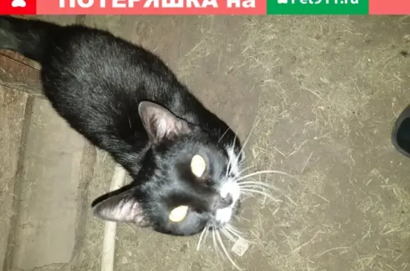 Найдена кошка в Тюмени, ул. Юности, 15