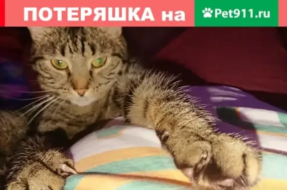 Пропала кошка Маруся в Ивантеевке, Московская область