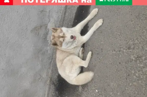 Потерянная собака на Текучева 39, Ростов-на-Дону