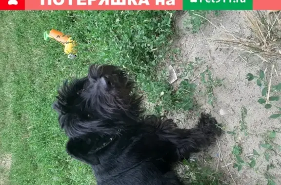 Найдена собака во дворе домов Парковая 3 и 5 в Зорино