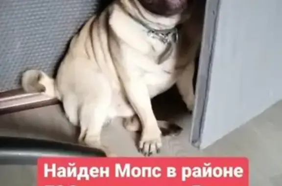 Собака найдена у подъезда в Волгограде