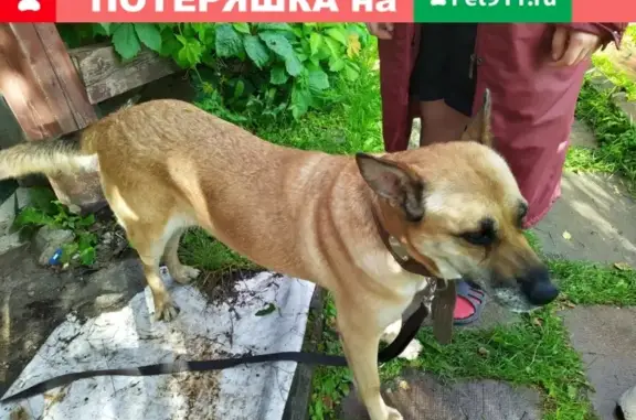 Найдена собака на дороге от Шишкиного леса до Ярцево