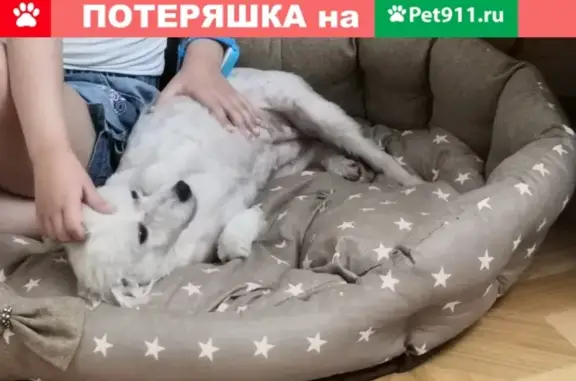 Пропала собака на ул. Морской, Волгодонск, Россия: 89384869369