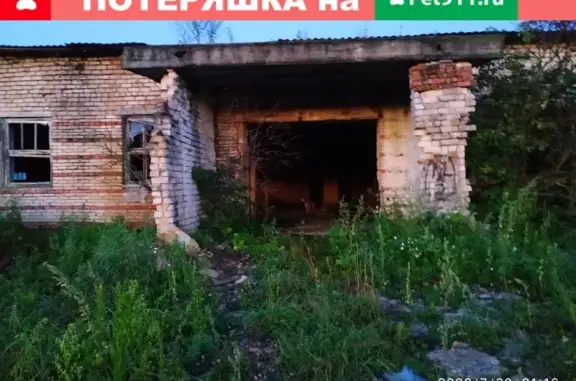 Найдена Русская гончая в деревне Клементьево, Московская область.
