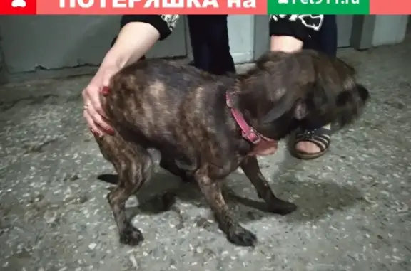 Найдена собака в Санкт-Петербурге: метис терьера тигрового окраса, в розовом ошейнике, около 35 см в холке.