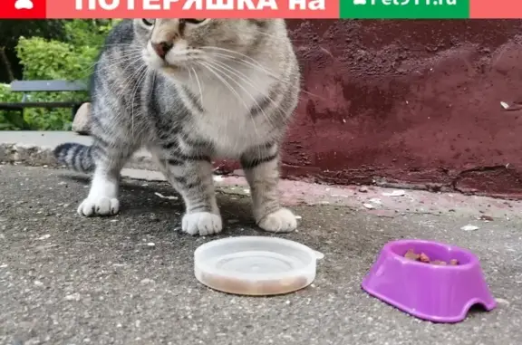 Найдена кошка на Профсоюзной улице.