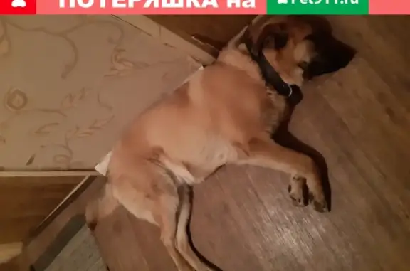 Найдена рыжая собака с ошейником в Москве