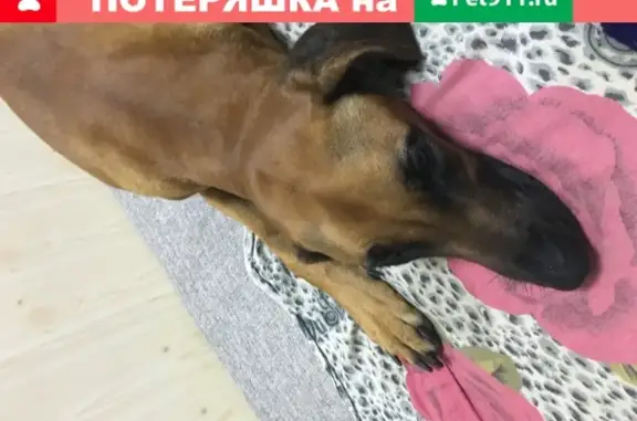 Найдена собака в Москве, нужен хозяин!
