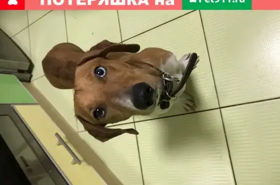 Собака найдена на улице М.Горького 20