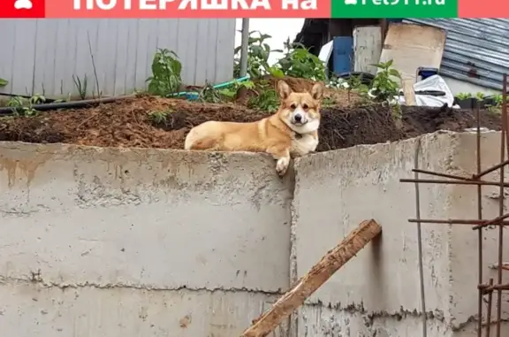 Пропала собака в Мисайлово, Московская область